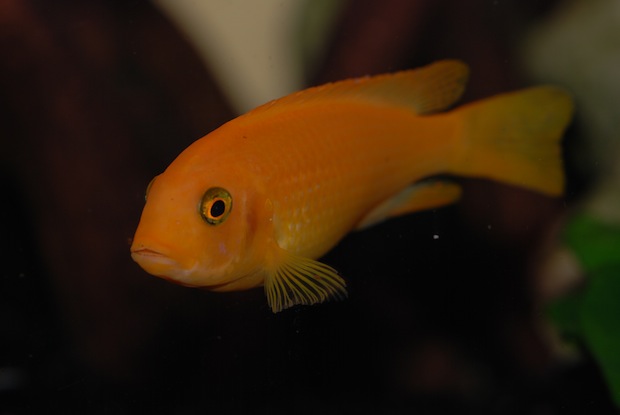(10cm) melandia estherae femelle ?
