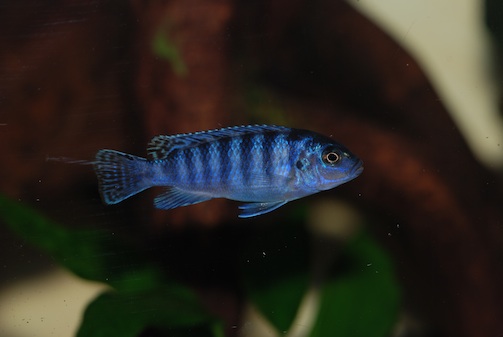 pseudotropheus saulosi ??