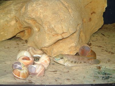 Callipterus2001_0829_024208AA.jpg