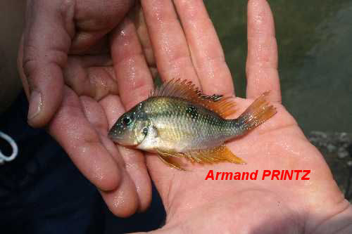 0201 T. helleri Rio Pichucalco.jpg