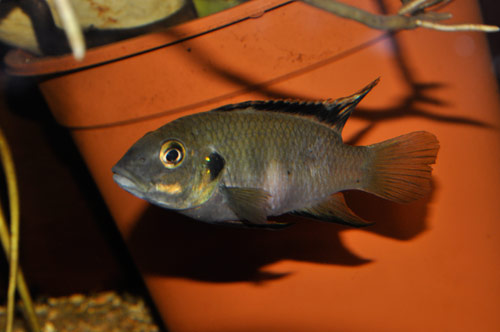 bentichromis.nigro.jpg