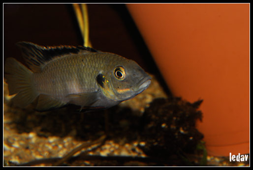 bentichromis.nigro.1.jpg