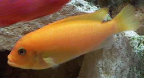 n°2
