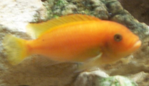 n°1 Le orange