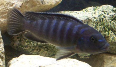 n°3