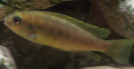 n°3