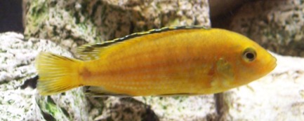 n° 2 Labidochromis Caerleus ??