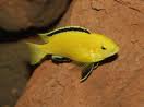 labido caerulus