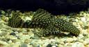 ancistrus
