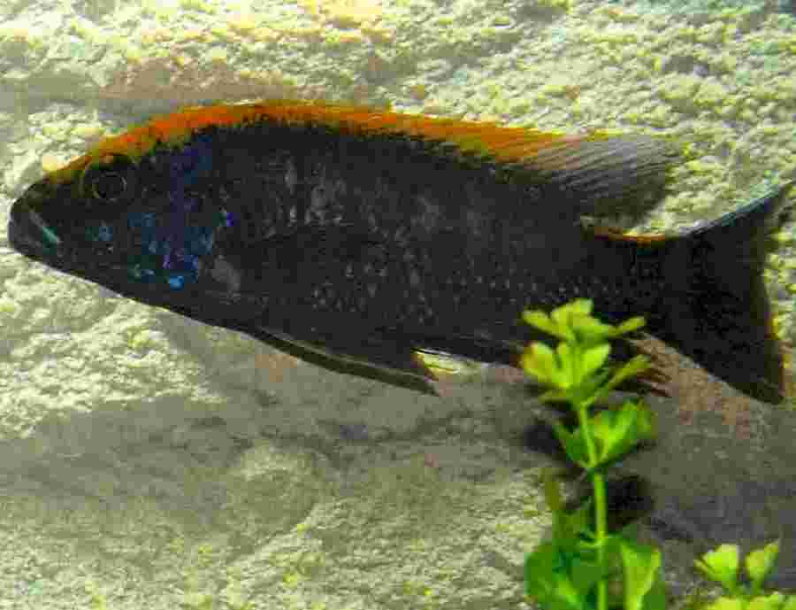 poisson d'une quinzaine de cm
<br />trés actif, peu agressif mais assez territorial