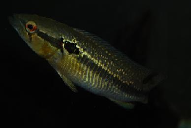 crenicic.jpg