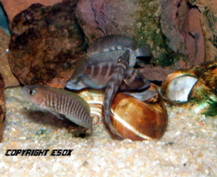 fish 037.jpg