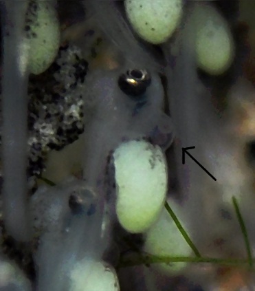 Détail d'une partie du corps d'une larve de Neolamprologus toae.