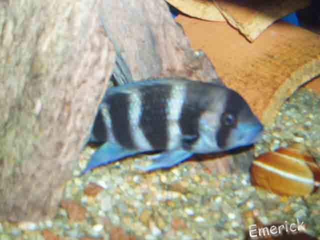 Cyphotilapia Frontosa