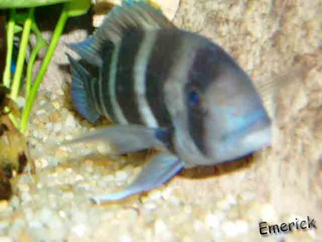 Cypho. Frontosa