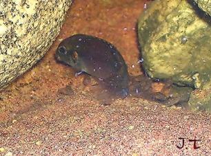 Pelvicachromis blue fin F+P Small.jpg