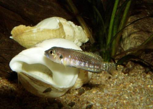 N-speciosus.jpg