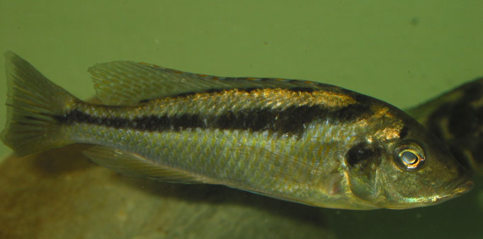 femelle