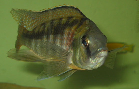 mylosub06.jpg