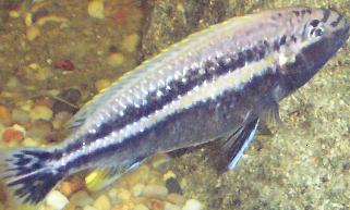 AURATUS.JPG