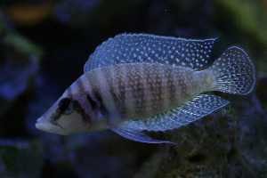 Altolamprologus white Chaitika.jpg