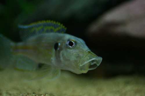Gnathochromis permaxillaris Burundi