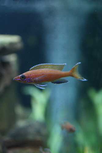 Paracyprichromis nigripinnis Tanzanie