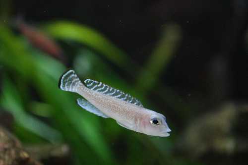 Neolamprologus ornatipinnis Zambie