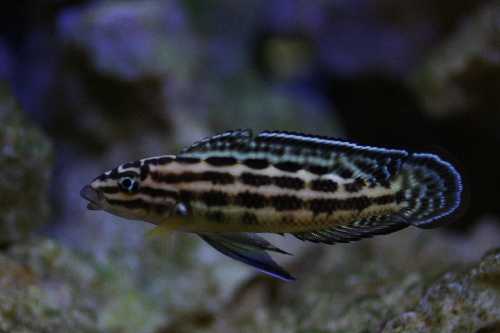 Julidochromis regani affinis Kagongo