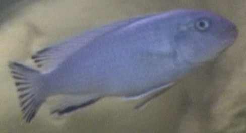 socolofi cobué 4.jpg