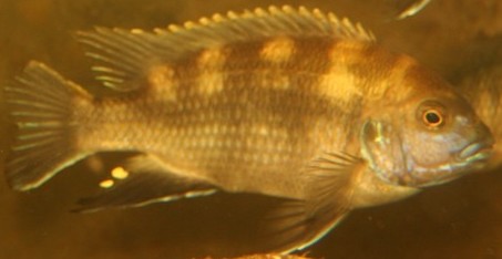 Maylandia livingstonnii likoma