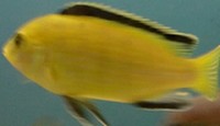 labidochromis caeruleus mbowe