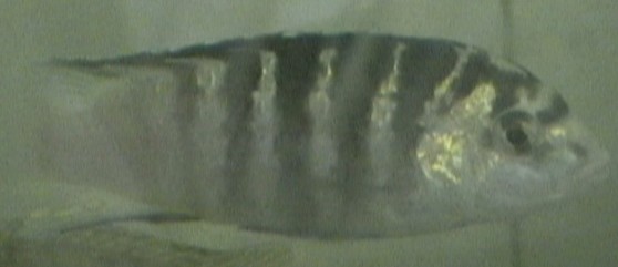 labidochromis caeruleus nkali