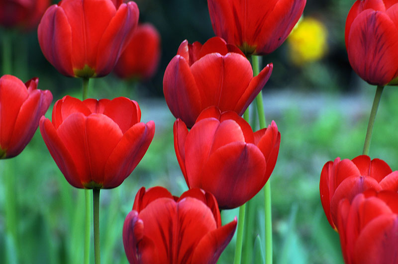 Tulipes du jardin.