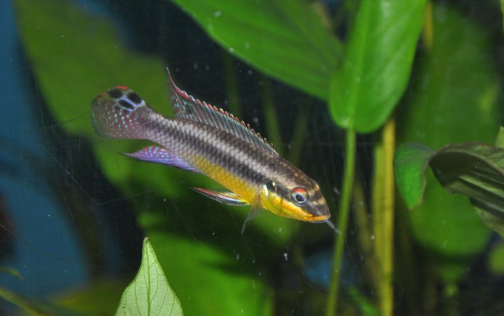 Pelvicachromis Taeniatus Lokunge male Lite.jpg