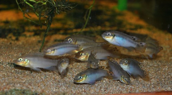 Pelvicachromis Taeniatus Moliwe Groupe lite.jpg