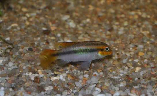 Pelvicachromis Taeniatus Lokunge femelle lite.jpg