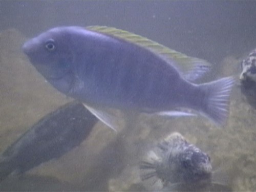labeo fuell chipoka M.JPG