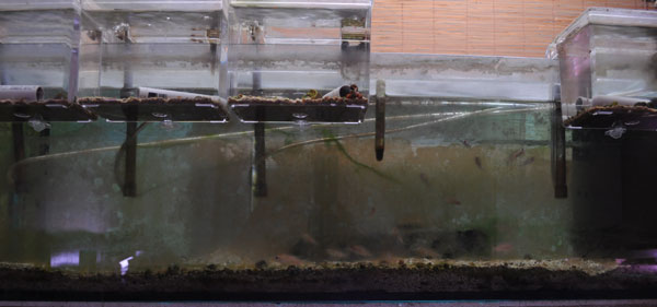 aqua-algues-a.jpg