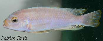 P. sp. kingsizei Lupingu bleu.jpg