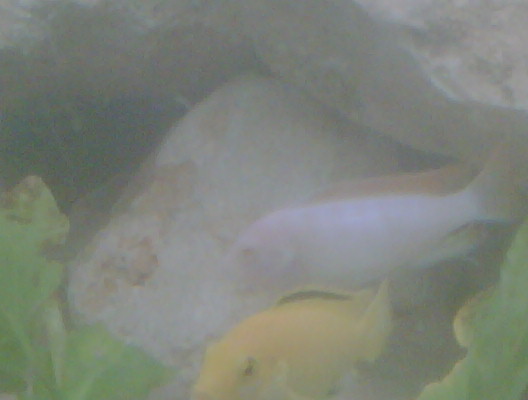 IMG00475-20110930-1742.jpg