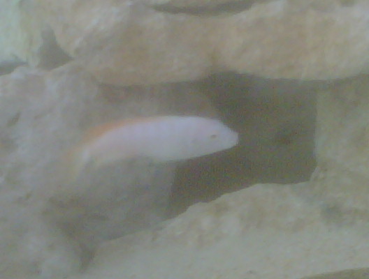 IMG00468-20110929-1706.jpg