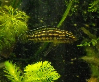 Julidochromis transcriptus ?