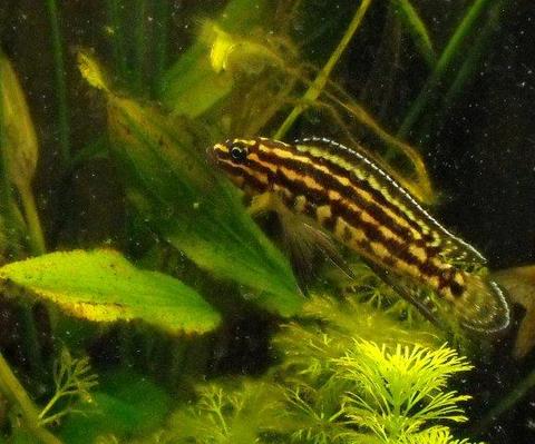 Julidochromis transcriptus ?