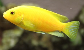 et la petite femelle Caeruleus