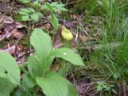 Orchidée Val Clavin Haute-Marne