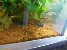 -Un mâle betta simplex en incubation
