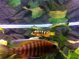 IMG_0343 (Copier).JPG