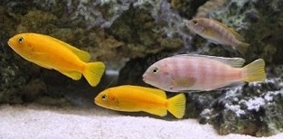le trio saulosi