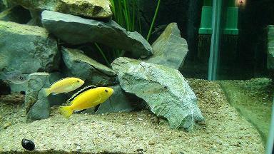 premiers poissons...
